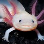 Axolotl Nama Indonesia